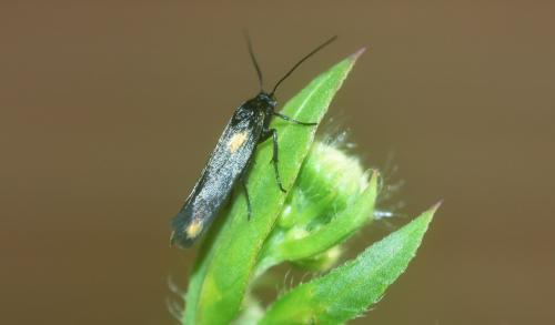 Réf. 344 633 : Scythris sinensis